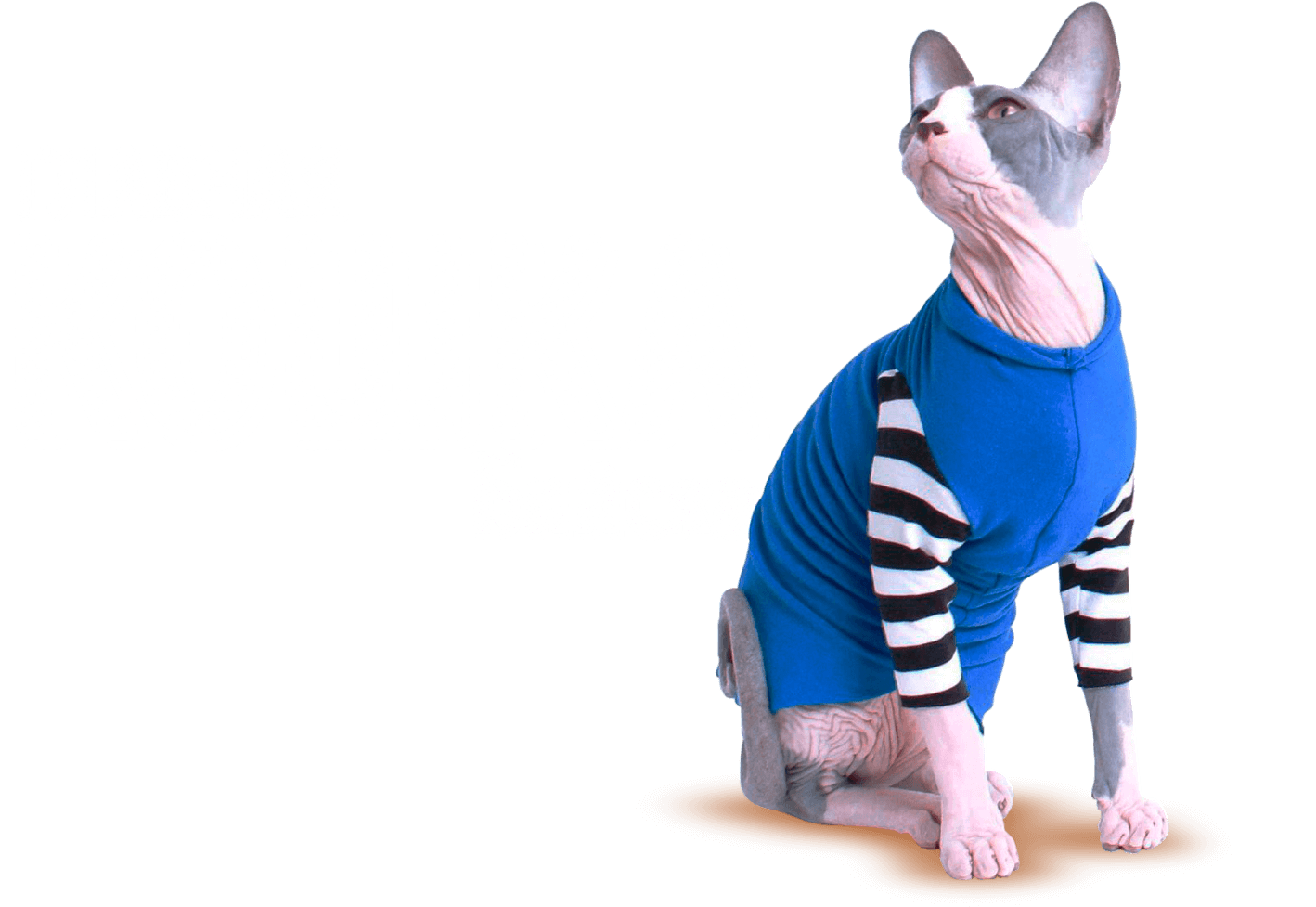 Главная кошка Барнаула Главная кошка Бийска